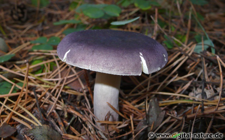 Die Fruchtkörper vom Jodoformtäubling (Russula turci)