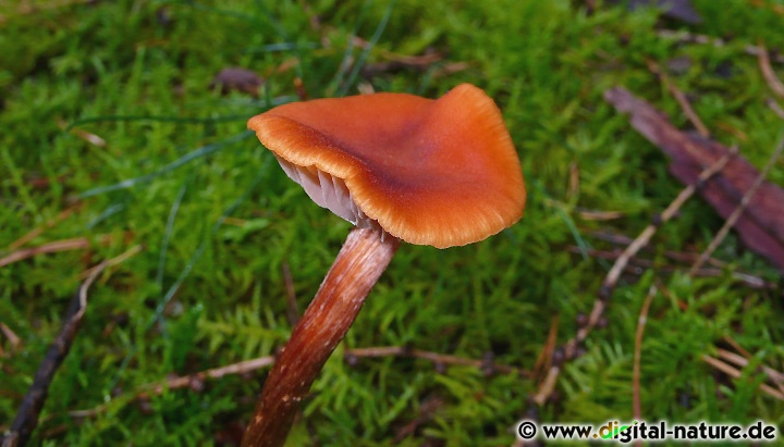 Die Unterscheidung zwischen Laccaria laccata und Laccaria proxima
