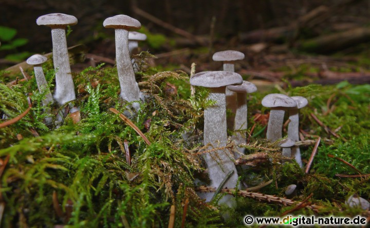 Clitocybe ditopa auf Nadelstreu oder Reisighaufen