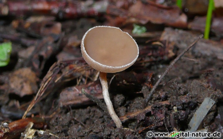 An den Rhizomen der Wirtspflanze bildet sich das sogenannte Sklerotium