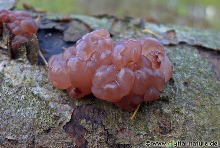 Ascotremella faginea bei Trockenheit