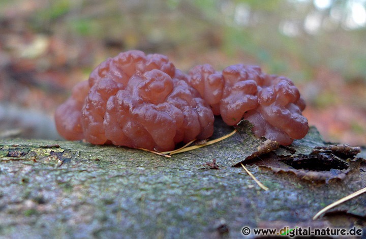 Den Buchen-Schlauchzitterling findet man an liegenden Stämmen oder Ästen
