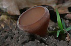 Anemonenbecherling