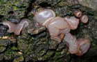 Buchen-Gallertkreisling
