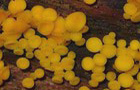Zitronengelbes Holzbecherchen