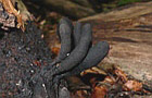 Vielgestaltige Holzkeule