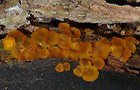 Gelbes Knopfbecherchen