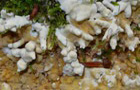Gelber Krustenpustelpilz