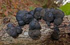 Kohlen-Kugelpilz