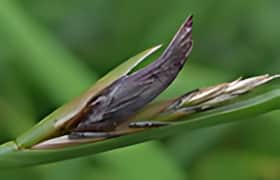 Mutterkornpilz
