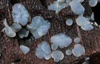 Mollisia