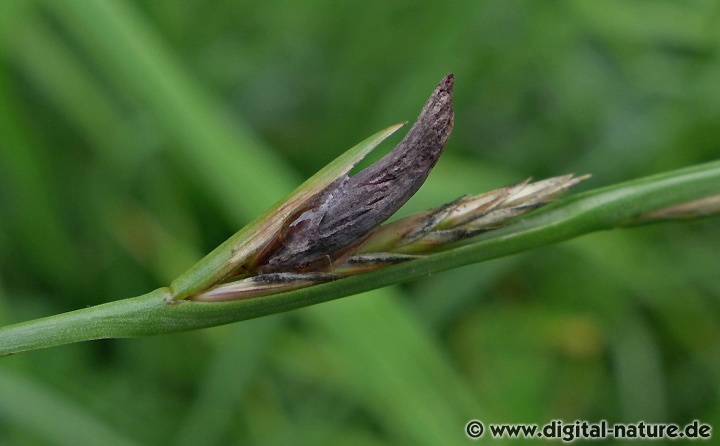Der Mutterkornpilz parasitiert verschiedene Süßgräser