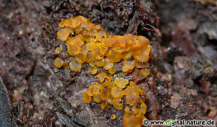 Das Gelbe Knopfbecherchen kann mit anderen Arten verwechselt werden
