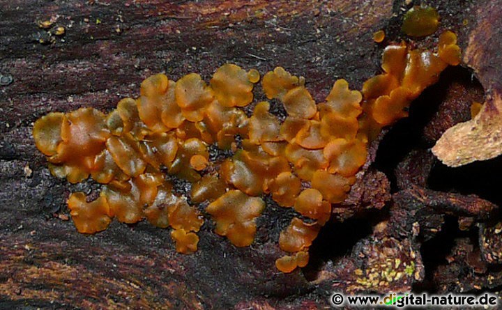 Das Madensporige Knopfbecherchen wächst auf morschem Laubholz