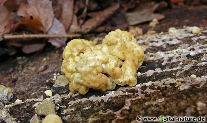 Parasitisch lebender Schlauchpilz Nodulisporium cecidiogenes