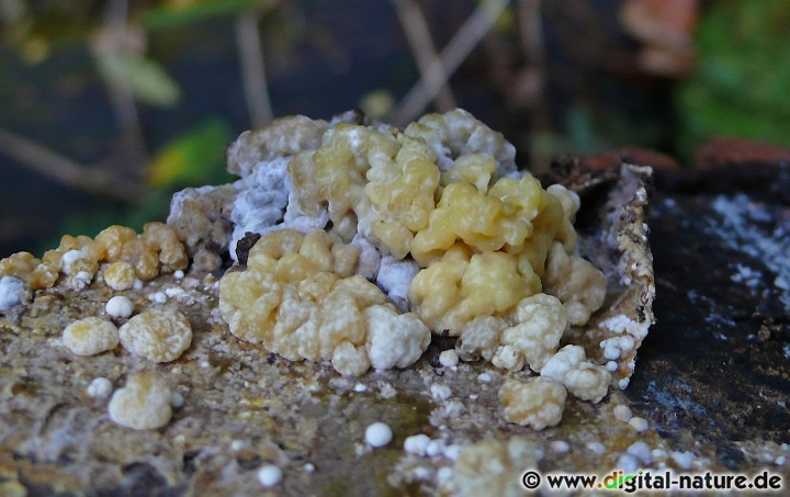Nodulisporium Standort und Vorkommen