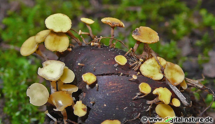Hymenoscyphus fructigenus ist ein häufiger Schlauchpilz der bevorzugt auf alten Eicheln wächst