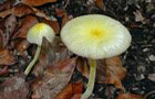 Gold-Mistpilz