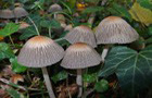 Graublättriger Tintling