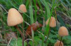 Samthäubchen