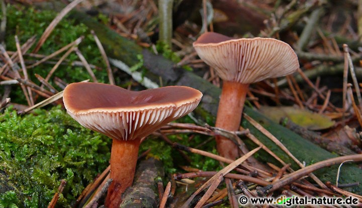 Die Fruchtkörper vom Lactarius sphagneti findet man in sauren Moor- oder Nadelwäldern