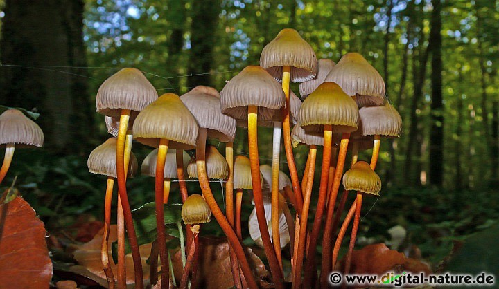 Mycena inclinata Fruchtkörper an Eichen-Stubben