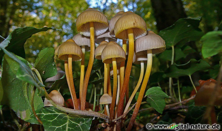 Der Buntstielige Helmling hat einen bunt gefärbten Stiel