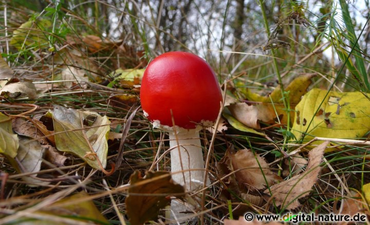 Die weißen Flocken sind Reste des Velums