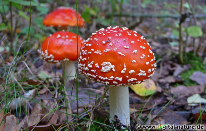 Fliegenpilz bei kultisch rituellen Anlässen