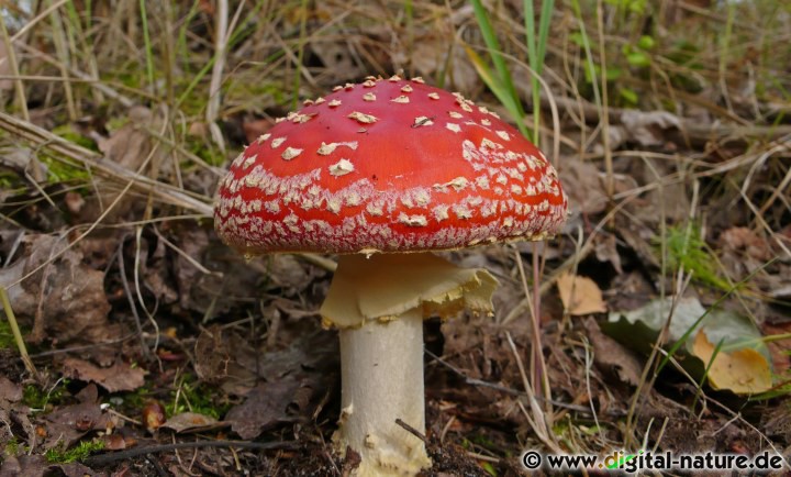 Der Fliegenpilz lebt in Symbiose (Mykorrhiza) mit der Birke oder der Fichte