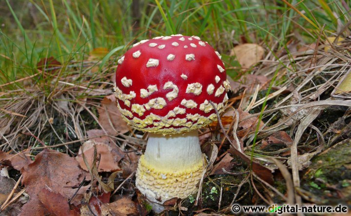 Amanita muscaria wächst unter Birken oder Fichten auf eher saure Böden
