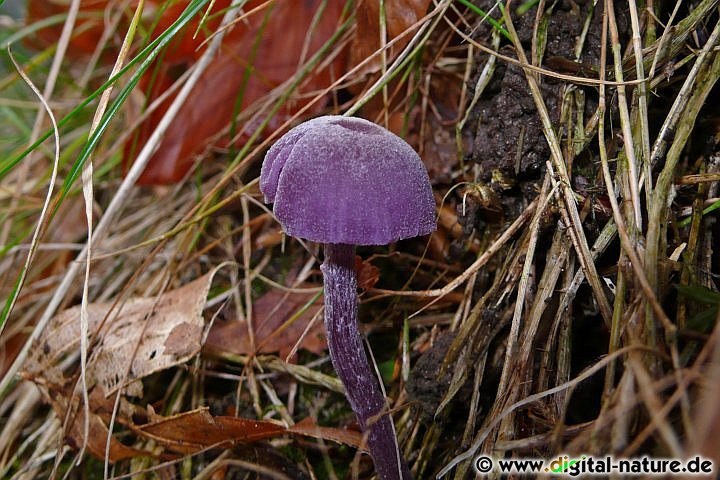 Laccaria amethystea Fruchtkörper sind komplett violett gefärbt