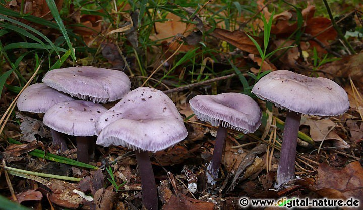 Mycena pura findet man von Mai bis November in Nadel- oder Laubwäldern