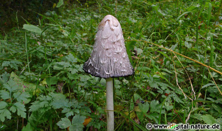 Der Pilz lebt saprobiontisch von verwesendem organischen Material
