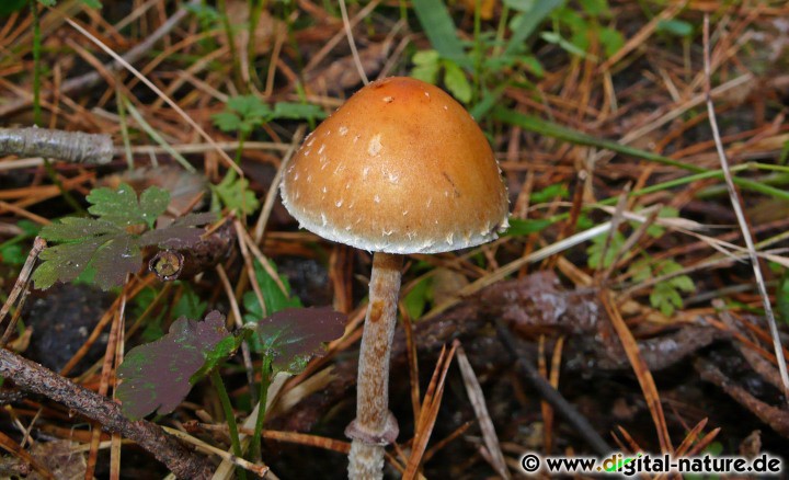 Stropharia squamosa ist giftig und als Speisepilz nicht zu gebrauchen