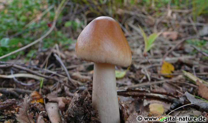 Amanita fulva bevorzugt saure, moorige oder sandige Böden