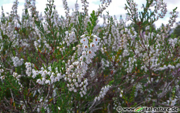 Calluna vulgaris ist eine wichtige Nahrungspflanze für diverse Schmetterlinge