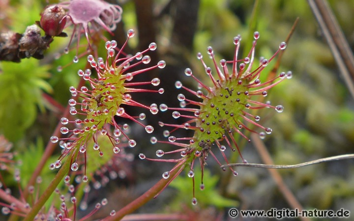 Drosera intermedia wächst auf nährstoffarmen Böden im Hochmoor