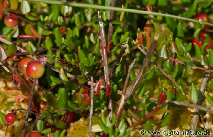 Vaccinium oxycoccos findet man auf sauren Böden im Hochmoor