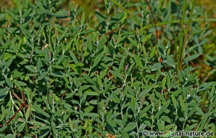 Die giftige Rosmarinheide gehört zu den Heidekrautgewächsen
