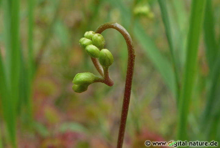 Drosera rotundifolia blüht von Juni bis August