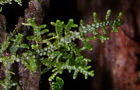 Lepidozia reptans