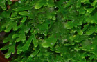 Korallenmoos