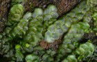 Radula complanata