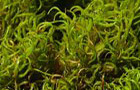 Gewelltes Spiralzahnmoos