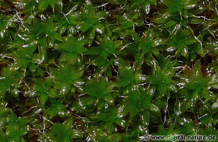 Syntrichia ruralis wächst auf kalkhaltigen Felsen, Mauern oder Dächern