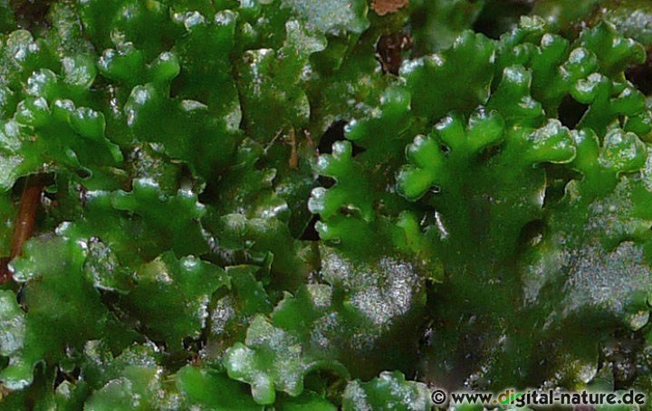 Pellia endiviifolia wächst auf kalkhaltigen Böden