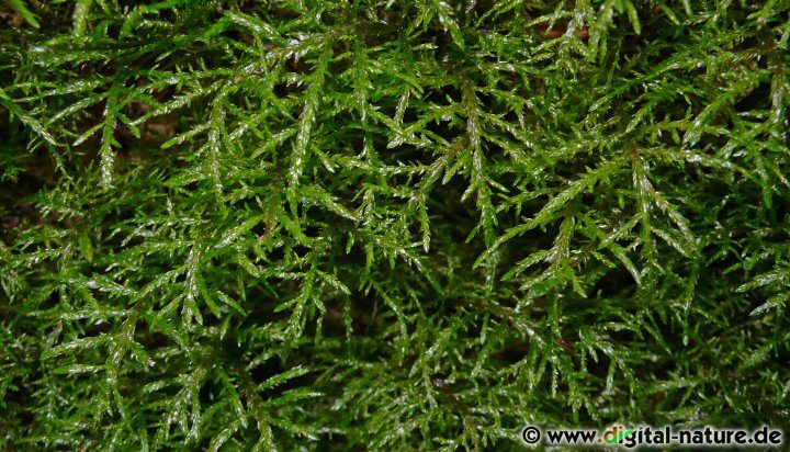 Charakteristisch für Hylocomium splendens ist der etagenartige Aufbau