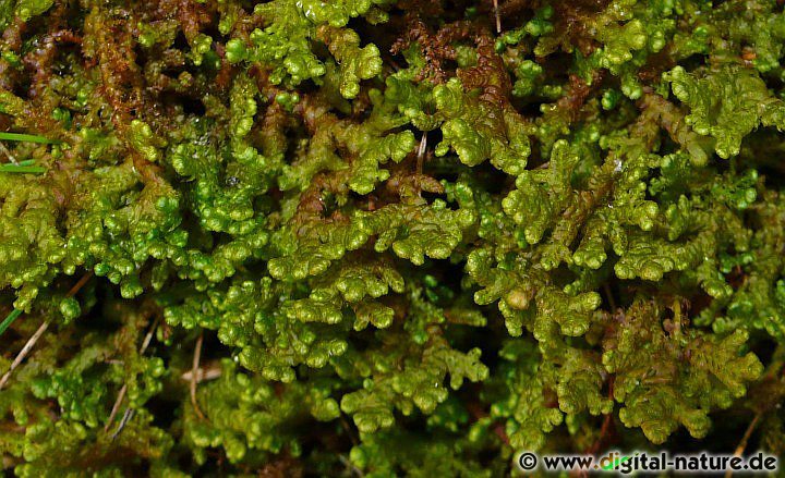 Ptilidium ciliare ist ein charakteristischer Bodendecker in Kiefernwäldern