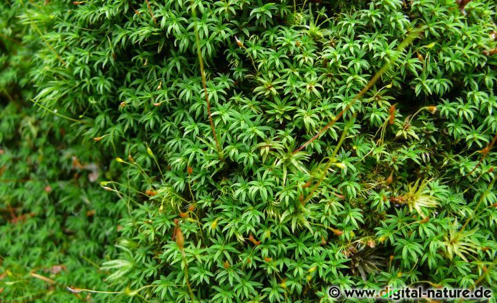 Pogonatum aloides wächst in Wäldern, an Wegrändern oder auf Böschungen